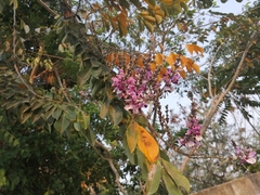 Lonchocarpus longistylus