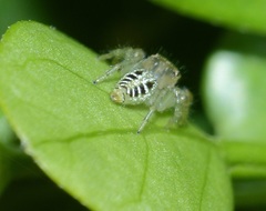 Thyene coccineovittata