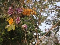 Lonchocarpus longistylus