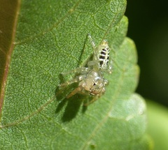 Thyene coccineovittata