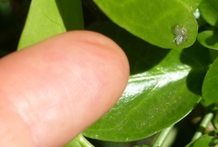 Thyene coccineovittata