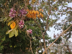 Lonchocarpus longistylus