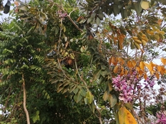 Lonchocarpus longistylus