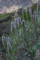 Echium hierrense