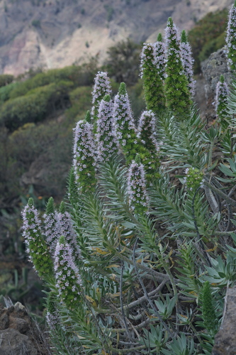 Echium hierrense, photograph 2