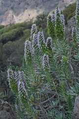 Echium hierrense, photograph (c) fmunoz, some rights reserved (CC BY)