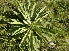 Verbascum songaricum