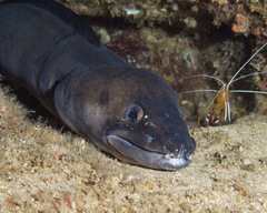 Conger marginatus