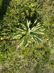 Verbascum songaricum
