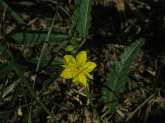 Corchorus confusus