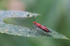Cutocoris russatus