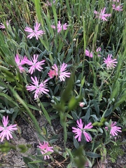Silene hookeri