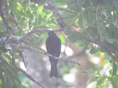 Dicrurus adsimilis fugax