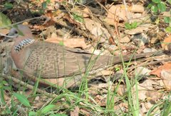 Streptopelia chinensis