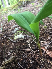 Convallaria