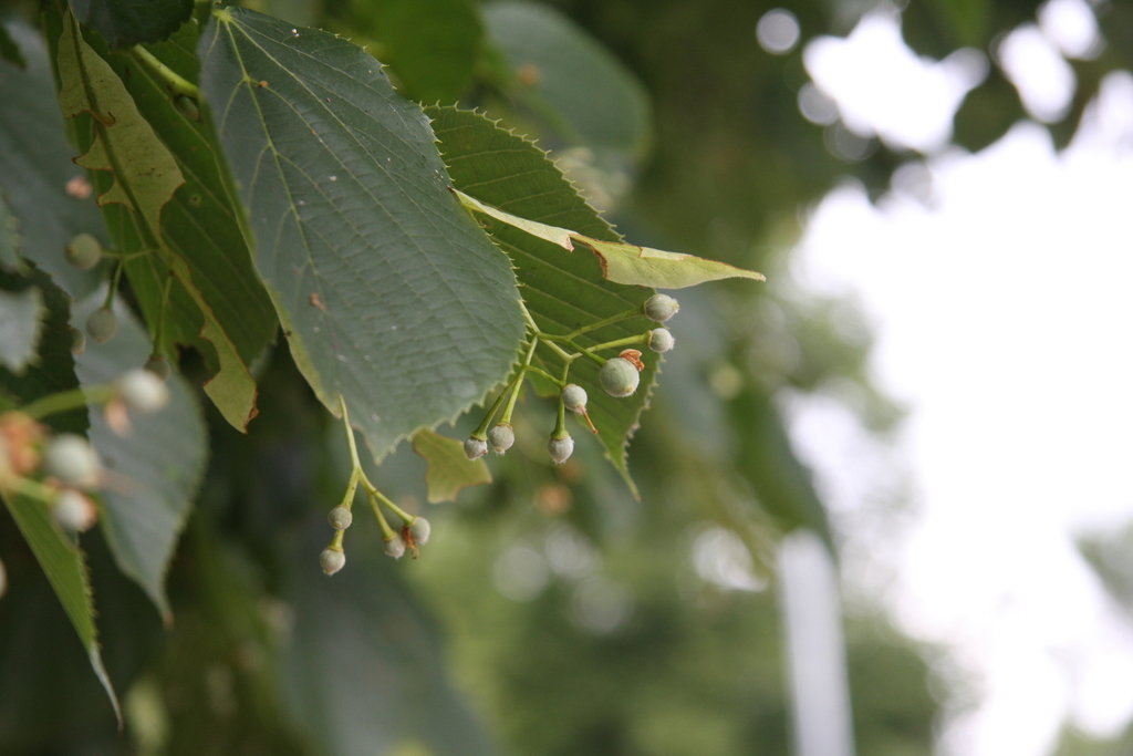 Basswood (Linden) (Trees of Manitoba) · iNaturalist