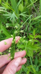 Dichanthelium leibergii