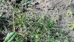 Cyperus erectus