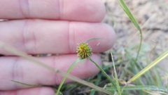Cyperus erectus