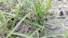 Cyperus erectus