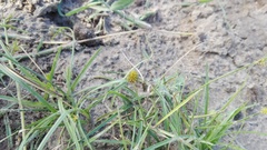 Cyperus erectus