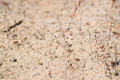 Nemacladus secundiflorus robbinsii