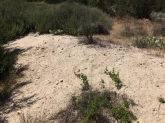 Nemacladus secundiflorus robbinsii