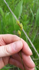 Carex bicknellii
