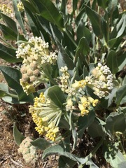 Asclepias vestita