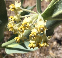 Asclepias vestita