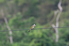 Pycnonotus sinensis sinensis