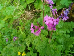 Primula kaufmanniana