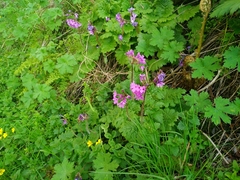 Primula kaufmanniana