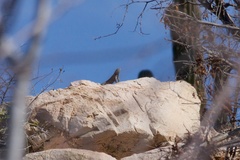 Sceloporus hunsakeri