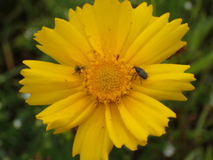Odontocorynus