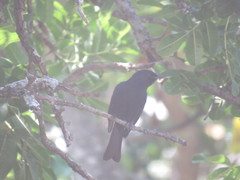 Dicrurus adsimilis fugax