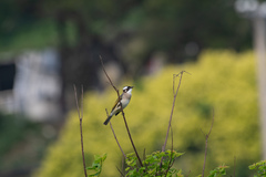 Pycnonotus sinensis sinensis