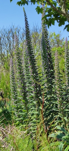 Echium pininana