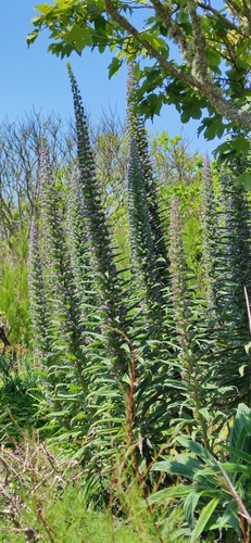 Echium pininana