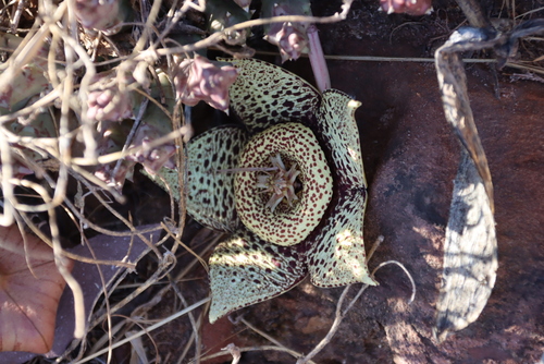 Image of Orbea variegata by (c) Tony Rebelo, some rights reserved (CC BY-SA)