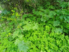 Aconitum leucostomum