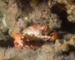 Goniosupradens hawaiensis