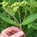 Clasping Dogbane - Photo (c) Erin Faulkner, some rights reserved (CC BY-NC), uploaded by Erin Faulkner