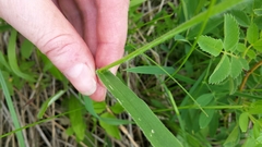 Dichanthelium leibergii