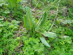 Ligularia macrophylla