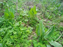 Ligularia macrophylla