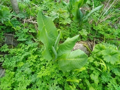 Ligularia macrophylla