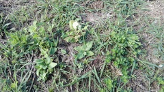 Manulea bellidifolia