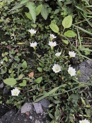Gentiana flavomaculata