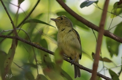 Vireo pallens
